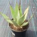 Agave americana (Agáva americká) - výška 20-30 cm, kont. C3L (-10°C) Agave americana (Agáva americká) - výška 20-30 cm, kont. C3L (-10°C)